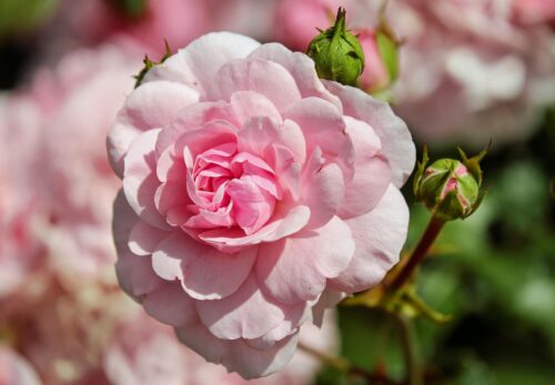 編集後記｜アルガンオイルのユーザーさんからの嬉しい報告