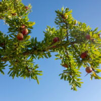 価格が安すぎるアルガンオイルに注意すべき理由