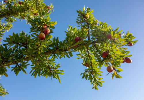 価格が安すぎるアルガンオイルに注意すべき理由