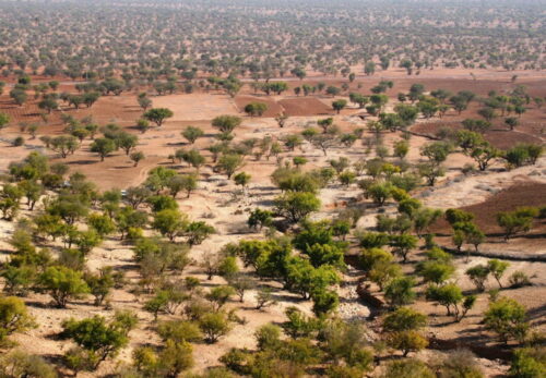 >世界でアルガンオイル需要が急増｜モロッコのアルガンの森に影響も