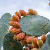 ウチワサボテンオイルとは？アルガンオイルとの違いと特徴