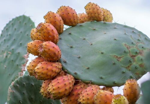 ウチワサボテンオイルとは？アルガンオイルとの違いと特徴