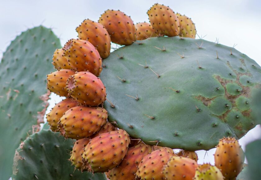 ウチワサボテンオイルとは？アルガンオイルとの違いと特徴