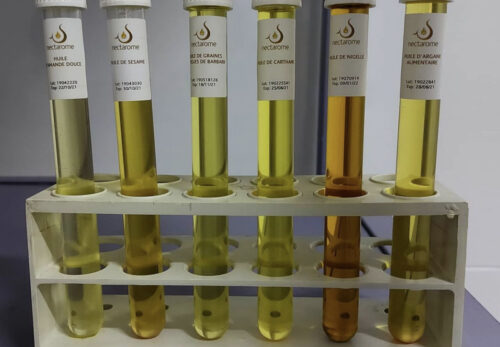 【完全ガイド】アルガンオイルと他の美容オイルの違い｜ホホバ・オリーブ・ウチワサボテン比較