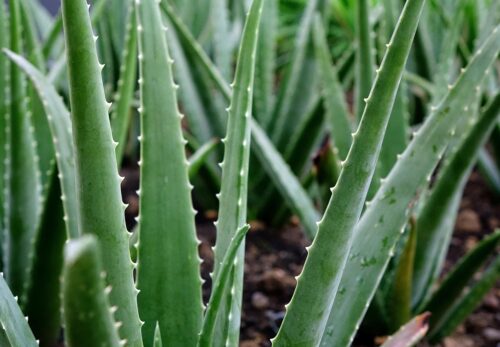 モロッコの美容ハーブ大辞典｜アロエ（Aloe Vera）