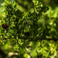 モロッコの美容ハーブ大辞典｜アルガン（Argan）