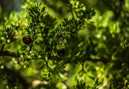 モロッコの美容ハーブ大辞典｜アルガン（Argan）
