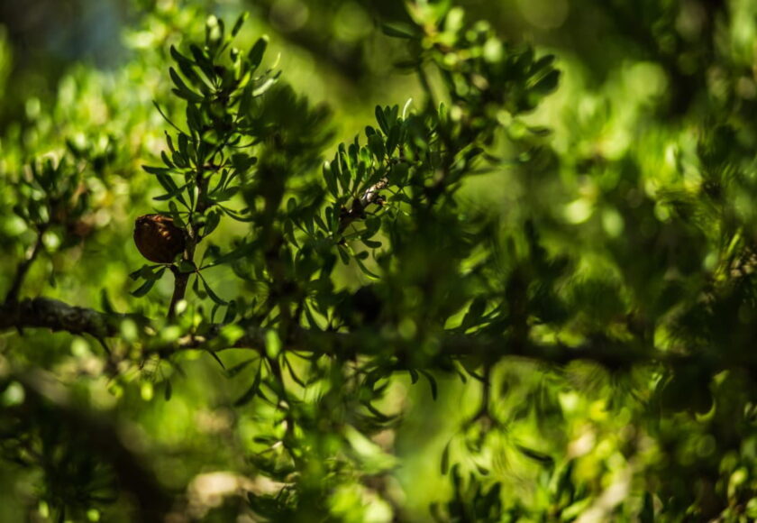 モロッコの美容ハーブ大辞典｜アルガン（Argan）