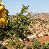 アルガンオイルは持続可能?環境問題との関係