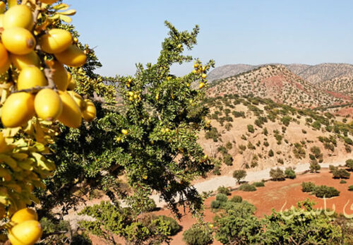 アルガンオイルは持続可能？環境問題との関係