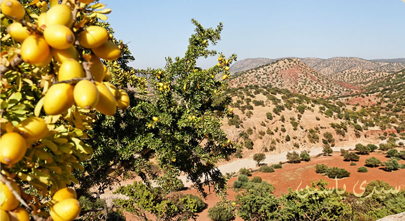 アルガンオイルは持続可能？環境問題との関係
