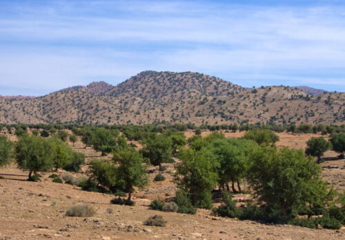 アルガンの森は減少している？森林問題の現実