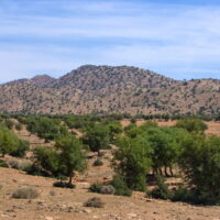 モロッコ政府がアルガンオイル輸出を規制｜急増する世界需要への対応