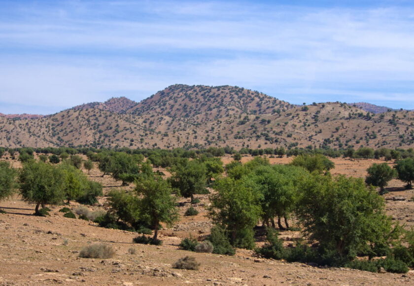 モロッコ政府がアルガンオイル輸出を規制｜急増する世界需要への対応