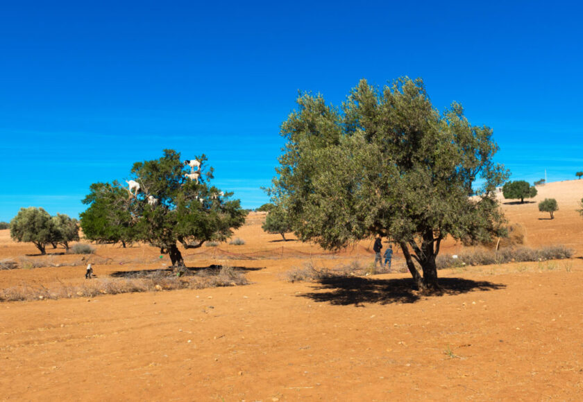 フランス企業がアルガンオイル輸出の約70％を支配？モロッコの美容資源をめぐる議論