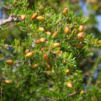 アルガンオイル市場は2035年までに急成長｜世界で広がるモロッコ美容