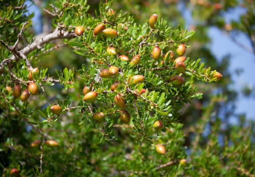 アルガンオイル市場は2035年までに急成長｜世界で広がるモロッコ美容