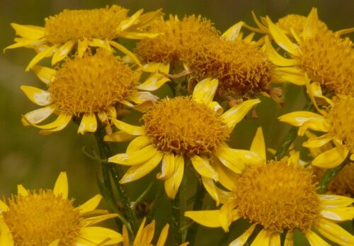 モロッコの美容ハーブ大辞典｜アルニカ（Arnica）