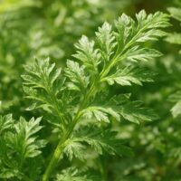 モロッコの美容ハーブ大辞典｜アルテミシア（Artemisia / Wormwood）