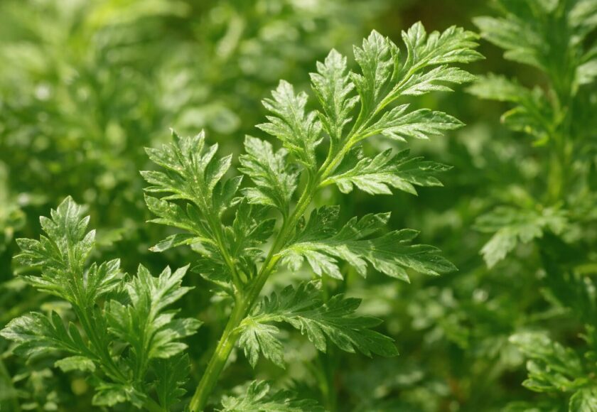 モロッコの美容ハーブ大辞典｜アルテミシア（Artemisia / Wormwood）