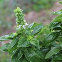 モロッコの美容ハーブ大辞典｜バジル（Basil）