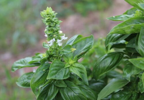 モロッコの美容ハーブ大辞典｜バジル（Basil）