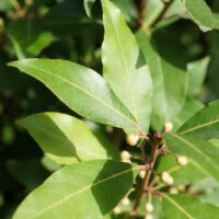 モロッコの美容ハーブ大辞典｜ベイリーフ（月桂樹）（Bay Laurel）