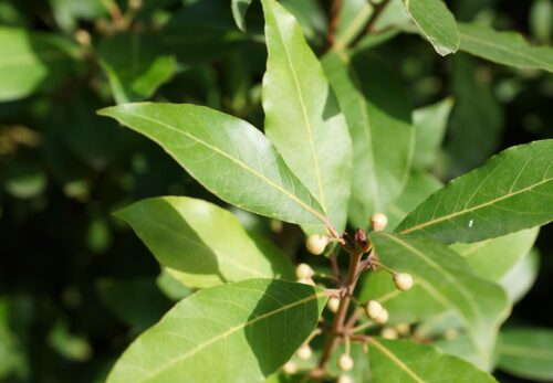 モロッコの美容ハーブ大辞典｜ベイリーフ（月桂樹）（Bay Laurel）