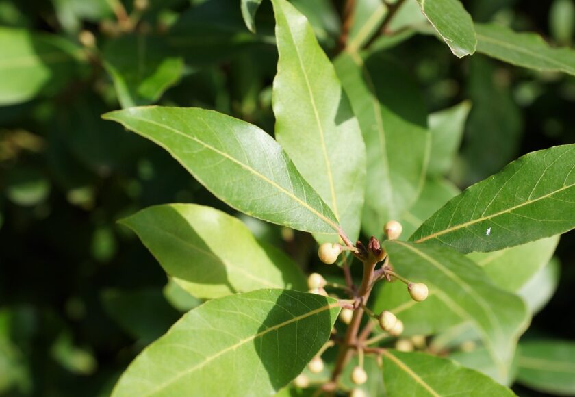 モロッコの美容ハーブ大辞典｜ベイリーフ（月桂樹）（Bay Laurel）