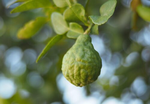 モロッコの美容ハーブ大辞典｜ベルガモット（Bergamot）