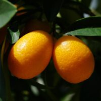 モロッコの美容ハーブ大辞典｜ビターオレンジブロッサム（Bitter Orange Blossom）