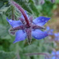 モロッコの美容ハーブ大辞典｜ボリジ（Borage）