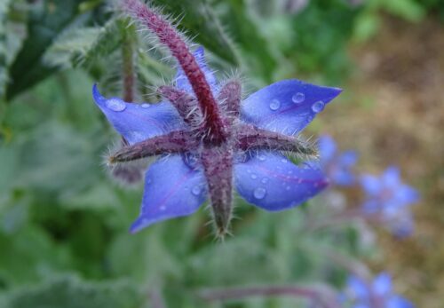 モロッコの美容ハーブ大辞典｜ボリジ（Borage）