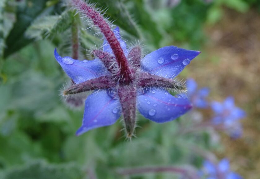 モロッコの美容ハーブ大辞典｜ボリジ（Borage）