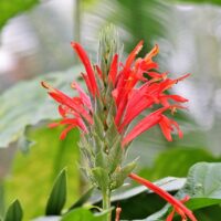 カクタスフラワー（Cactus Flower）