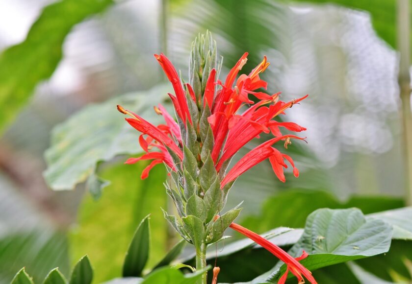 カクタスフラワー（Cactus Flower）