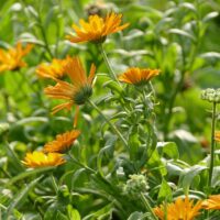 モロッコの美容ハーブ大辞典｜カレンデュラ（Calendula）