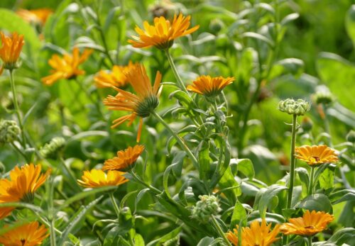 モロッコの美容ハーブ大辞典｜カレンデュラ（Calendula）