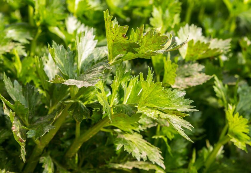 モロッコの美容ハーブ大辞典｜セロリシード（Celery Seed）