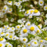 モロッコの美容ハーブ大辞典｜カモミール（Chamomile）
