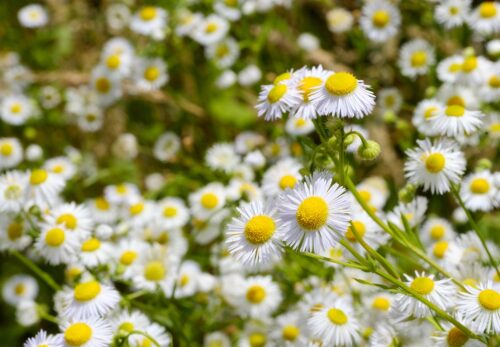 モロッコの美容ハーブ大辞典｜カモミール（Chamomile）