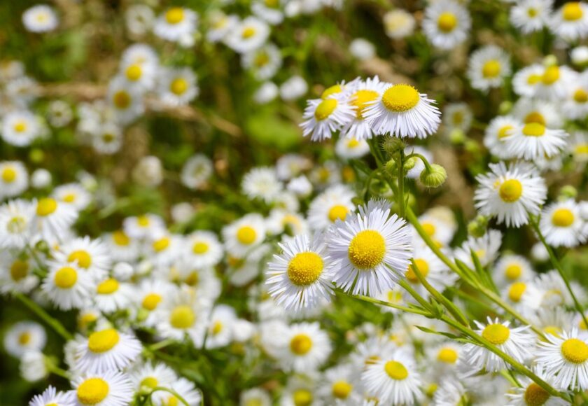 モロッコの美容ハーブ大辞典｜カモミール（Chamomile）