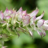 モロッコの美容ハーブ大辞典｜クラリセージ（Clary Sage）