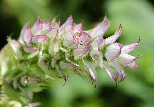 モロッコの美容ハーブ大辞典|クラリセージ(Clary Sage)