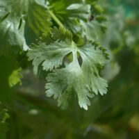 モロッコの美容ハーブ大辞典｜コリアンダー（Coriander）