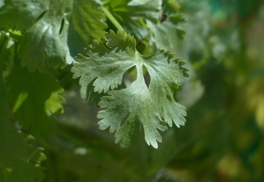 モロッコの美容ハーブ大辞典｜コリアンダー（Coriander）