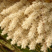 モロッコの美容ハーブ大辞典｜デーツフラワー（Date Palm Flower）