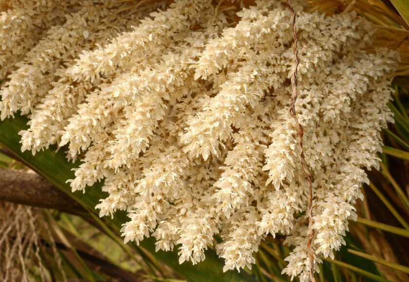 モロッコの美容ハーブ大辞典｜デーツフラワー（Date Palm Flower）