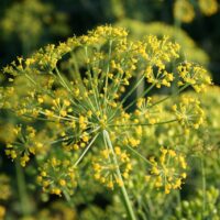 モロッコの美容ハーブ大辞典｜ディル（Dill）