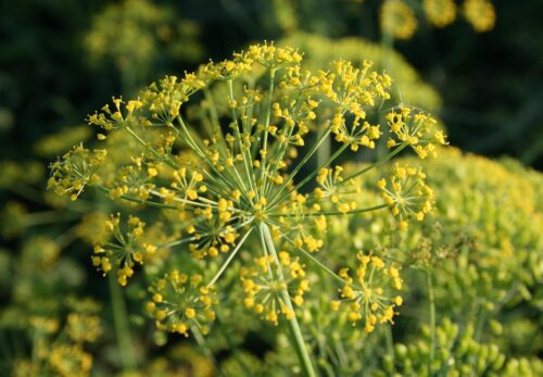 モロッコの美容ハーブ大辞典｜ディル（Dill）